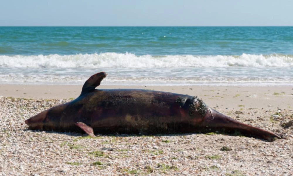 Δεκάδες νεκρά δελφίνια στις ακτές της Μοζαμβίκης